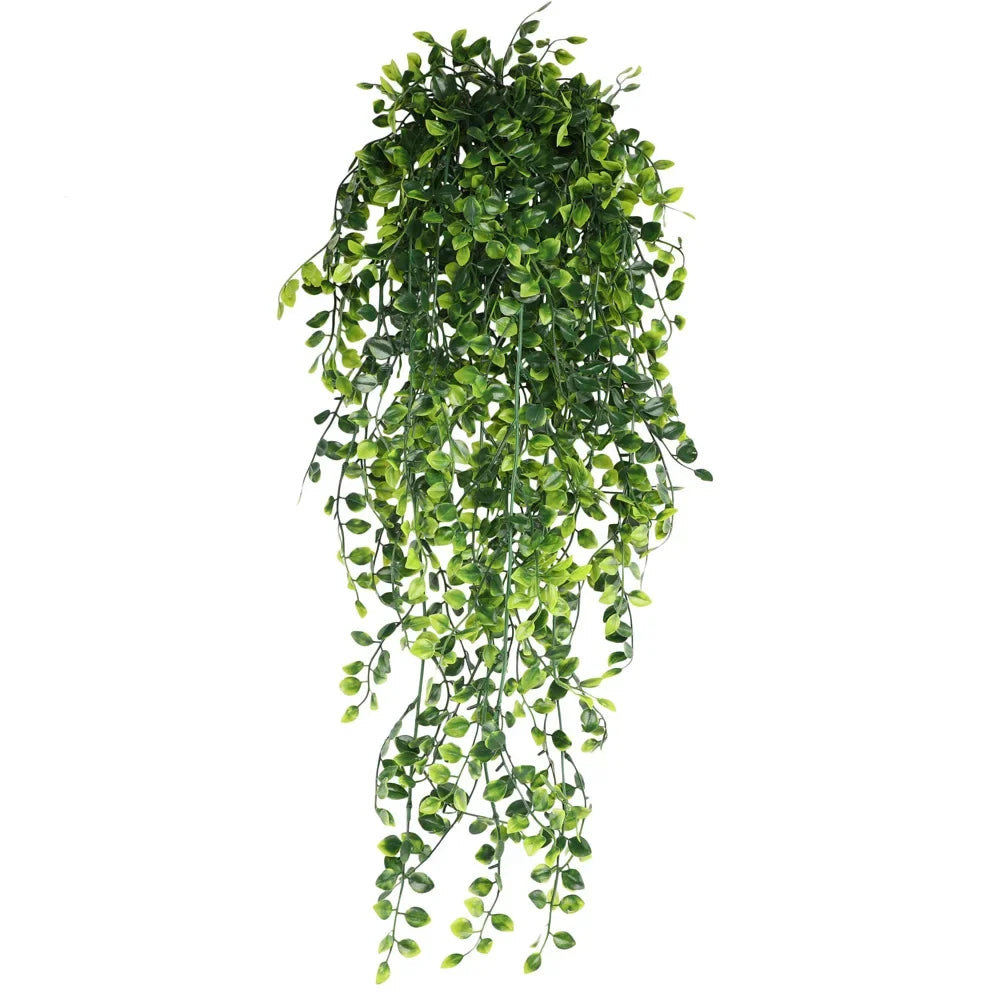 Hanging Plant